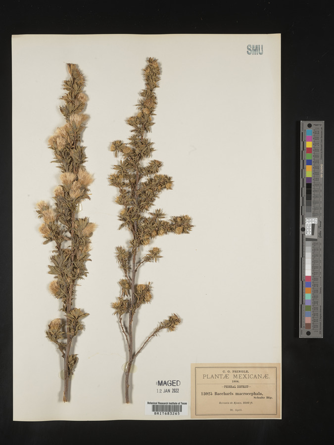 Baccharis macrocephala image