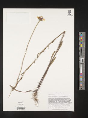 Balduina uniflora image