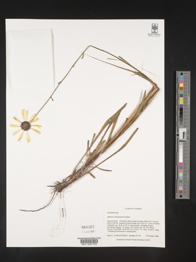 Balduina atropurpurea image