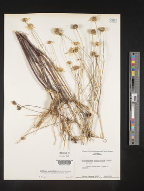 Balduina angustifolia image