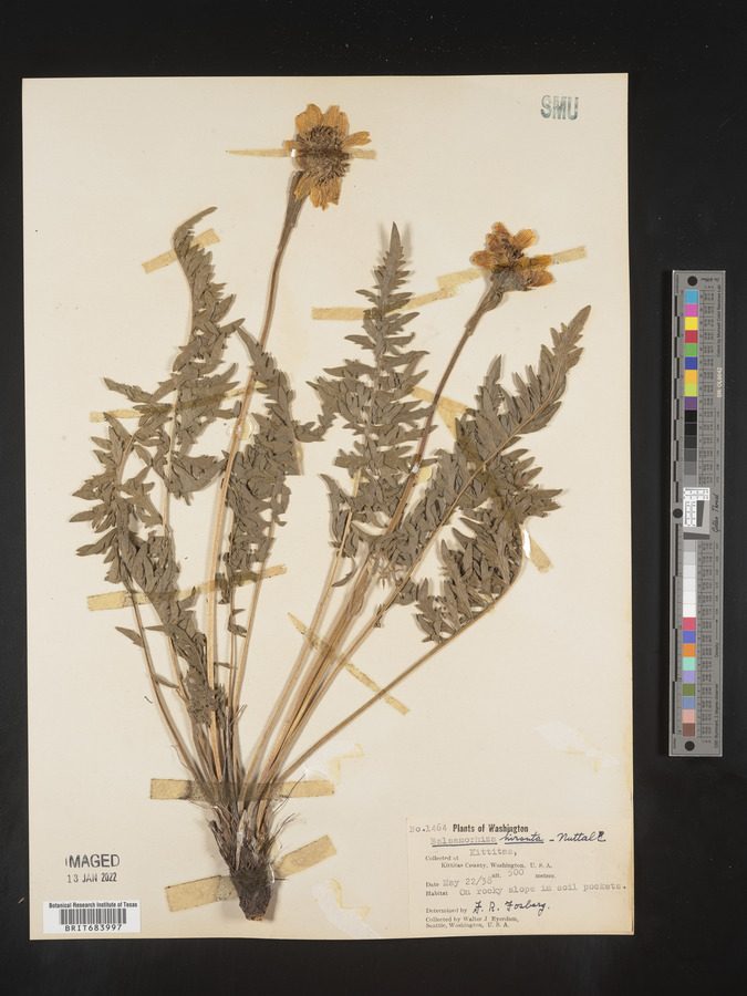 Balsamorhiza hookeri var. hirsuta image