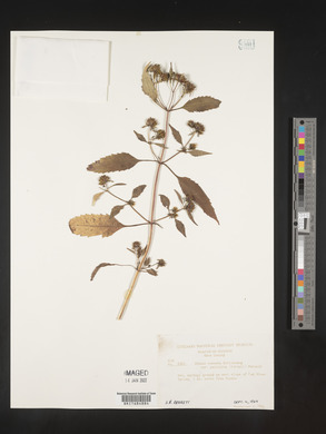 Bidens tripartita image