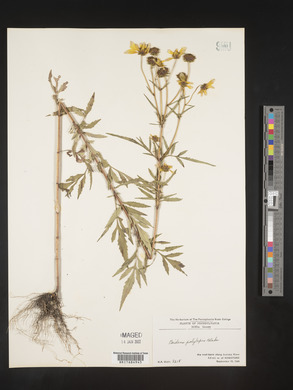 Bidens polylepis image