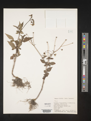 Bidens rubifolia image