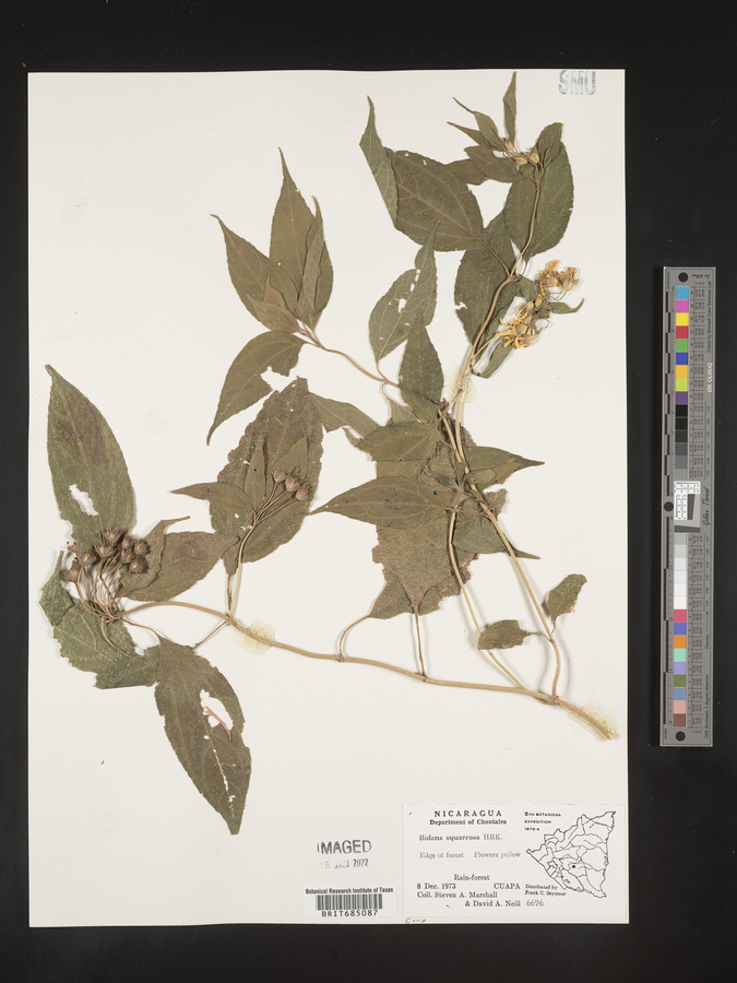 Bidens squarrosa image