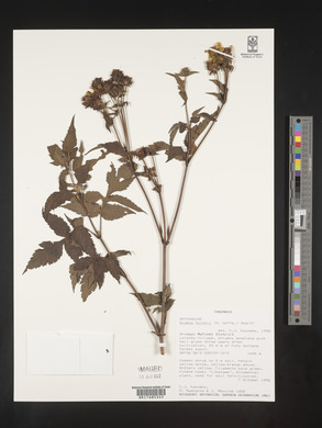 Bidens holstii image