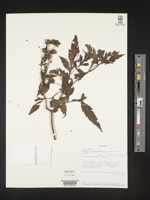 Bidens kilimandscharica image