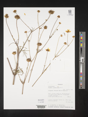 Bidens lineariloba image