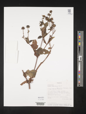 Bidens magnifolia image