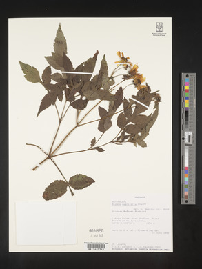 Bidens magnifolia image