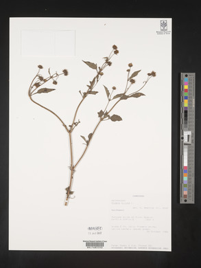 Bidens pilosa image