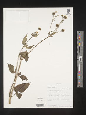 Bidens pilosa image