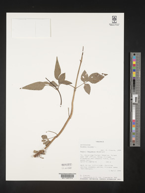 Bidens pilosa image