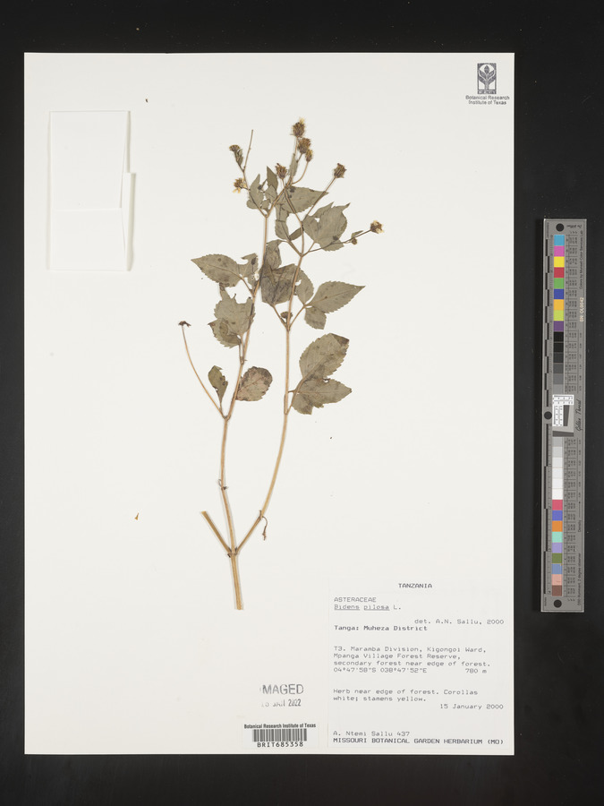 Bidens image