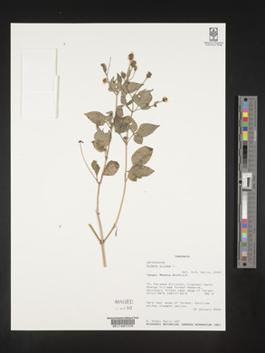 Bidens pilosa image