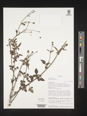 Bidens pilosa image