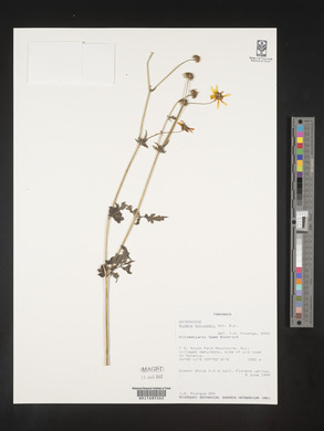 Bidens schimperi image