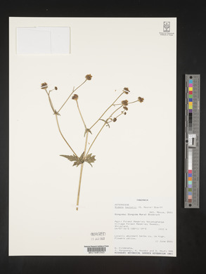 Bidens taylorii image