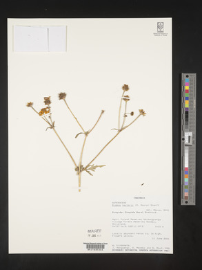 Bidens taylorii image