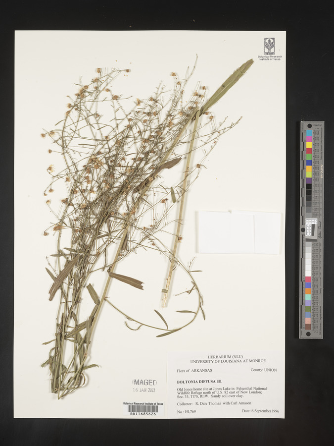 Boltonia diffusa image