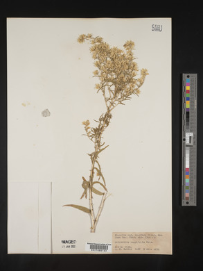 Brickellia longifolia image