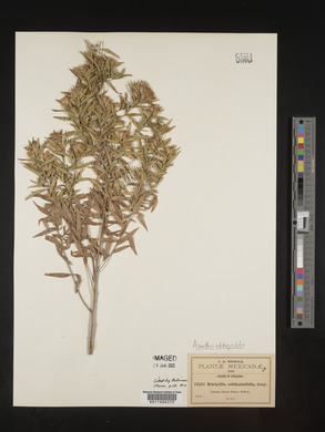 Image of Asanthus solidaginifolius