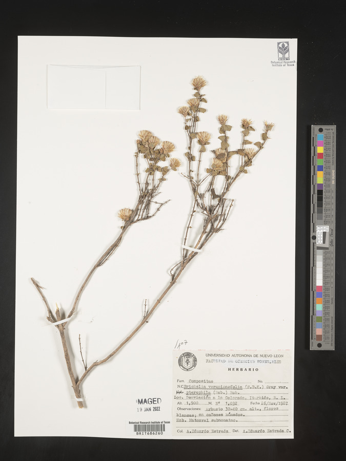 Brickellia veronicifolia image