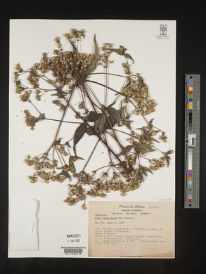 Alloispermum integrifolium image