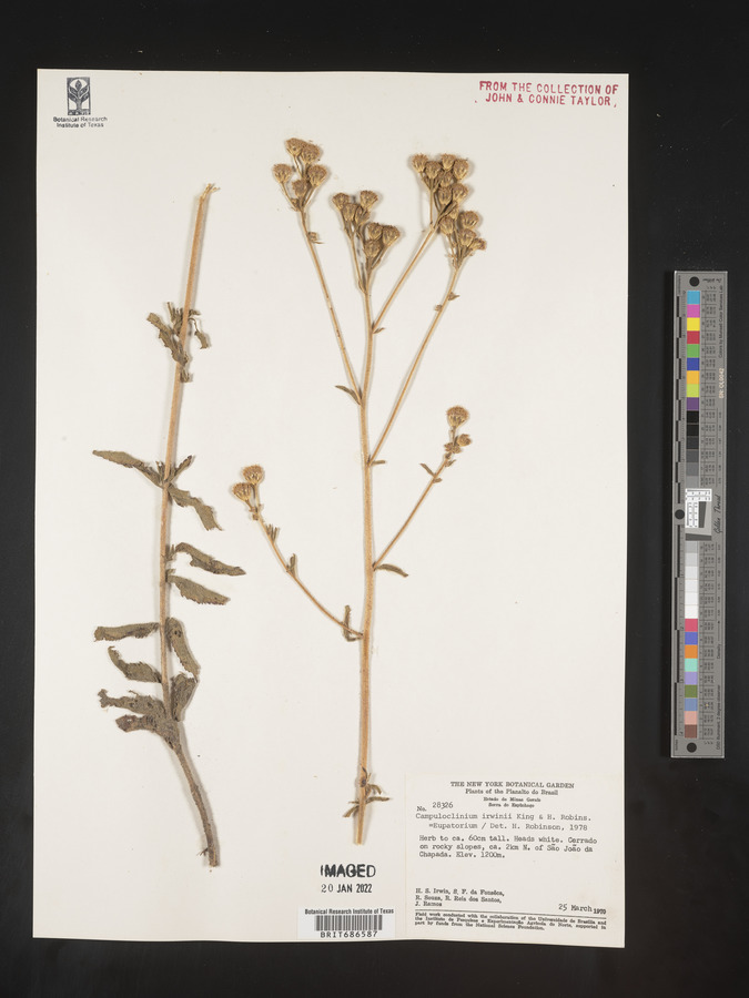 Campuloclinium image
