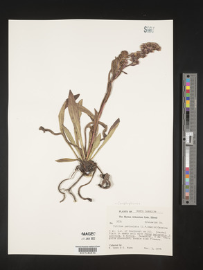 Carphephorus paniculatus image