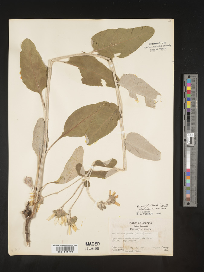 Berlandiera pumila image