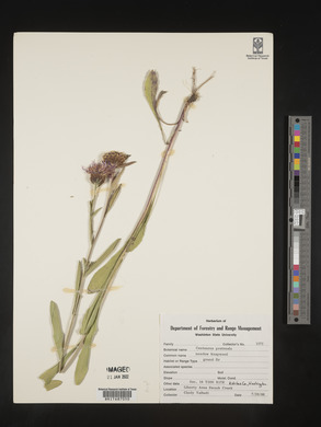 Image of Centaurea debeauxii