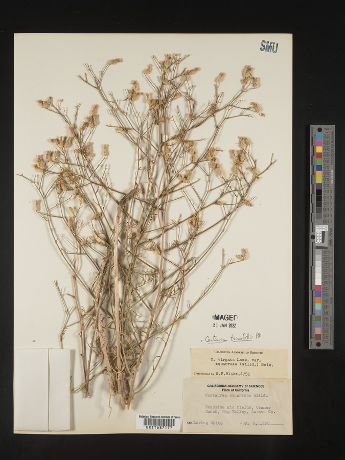 Centaurea triumfettii image