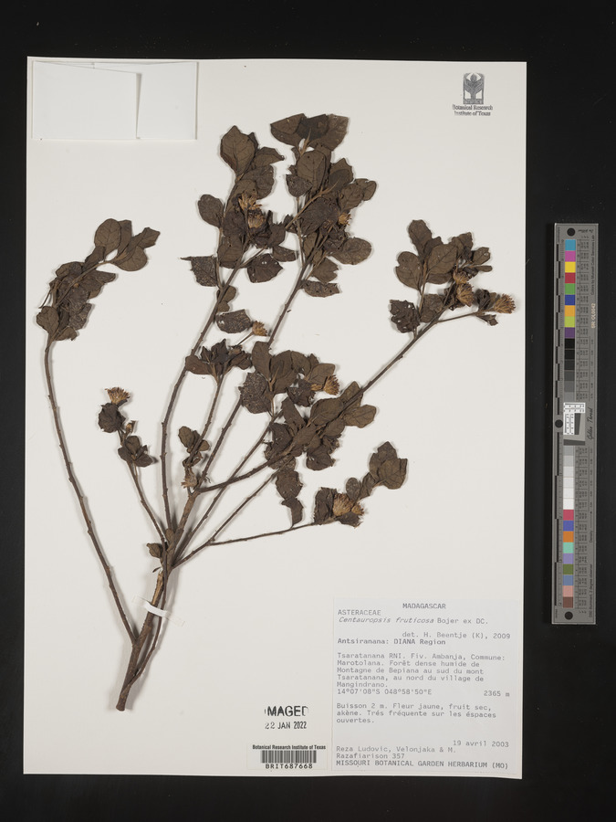 Centauropsis fruticosa image