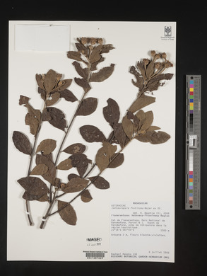 Centauropsis fruticosa image