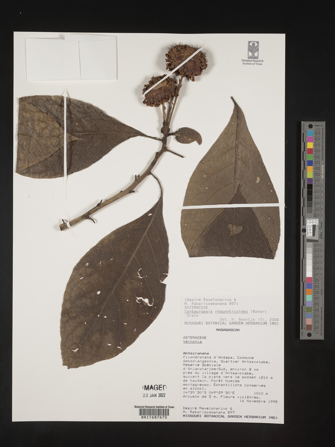 Centauropsis image