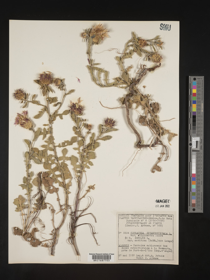 Centaurea sphaerocephala image