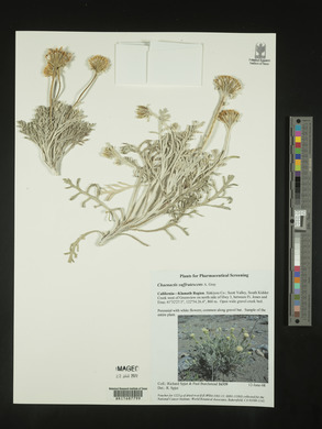 Chaenactis suffrutescens image