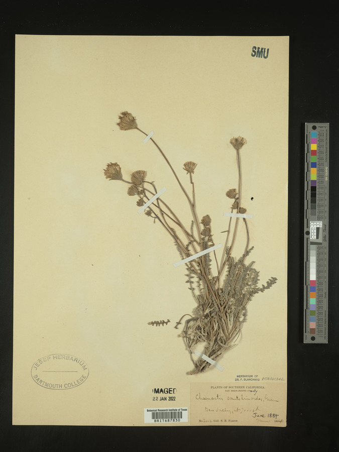 Chaenactis santolinoides image