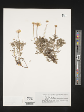 Argyranthemum frutescens image