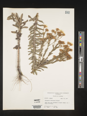 Chrysopsis latisquamea image