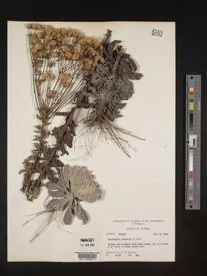 Chrysopsis scabrella image