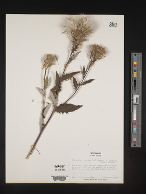 Cirsium altissimum image