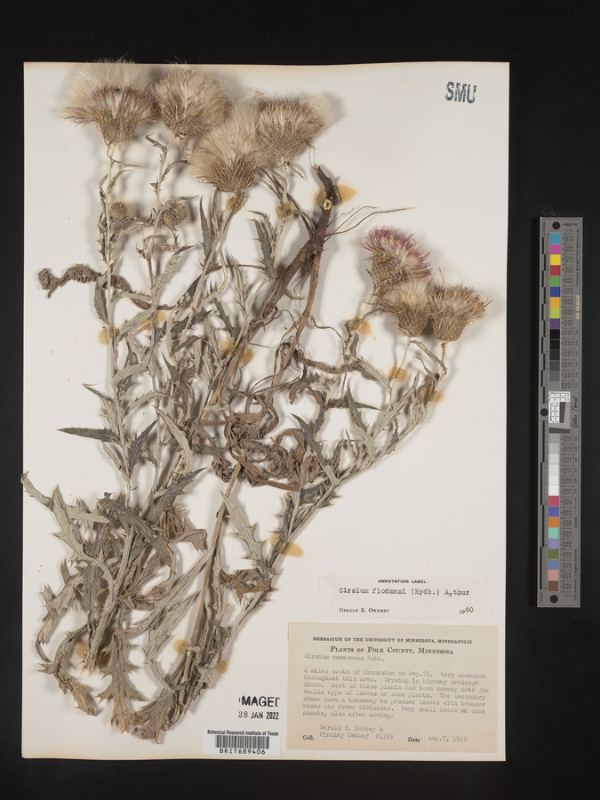 Cirsium flodmanii image