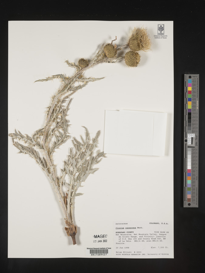Cirsium canescens image