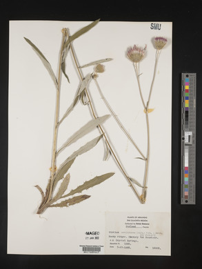 Cirsium carolinianum image