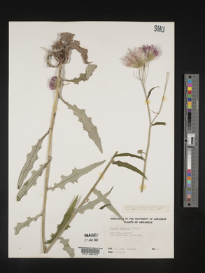 Cirsium carolinianum image