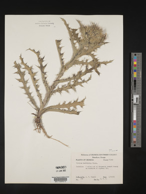 Cirsium horridulum image