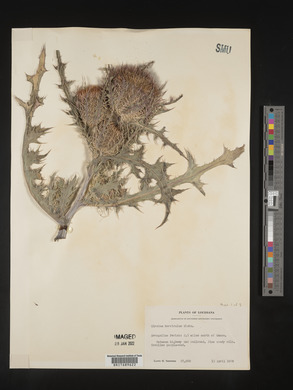 Cirsium horridulum image