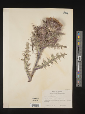 Cirsium horridulum image